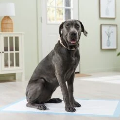 Frisco Premium Giant Dog Training & Potty Pads -Chewy 152699 PT6. AC SS1800 V1674671620