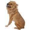 Frisco Lion Mane Dog & Cat Costume 1 Frisco Lion Mane Dog & Cat Costume -Chewy 158732 MAIN. AC SS1800 V1625873829