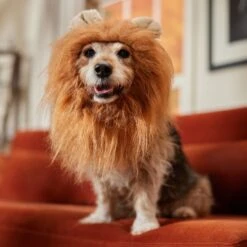 Frisco Lion Mane Dog & Cat Costume -Chewy 158732 PT7. AC SS1800 V1691686202