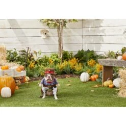 Frisco Front Walking Cowboy Dog & Cat Costume -Chewy 158842 PT3. AC SS1800 V1567176047