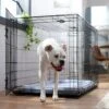 Frisco Fold & Carry Double Door Collapsible Wire Dog Crate & Mat Kit -Chewy 212633 MAIN. AC SS1800 V1667228755