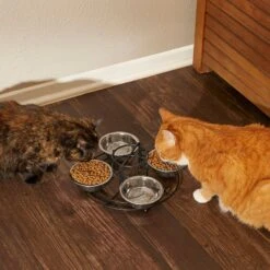 Frisco Multi Pet Feeding 4-Bowls Stainless Steel Dog & Cat Bowls, 0.5 Cup -Chewy 213787 PT6. AC SS1800 V1599091021