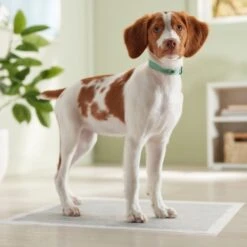 Frisco Charcoal Dog Training & Potty Pads 17 Frisco Charcoal Dog Training & Potty Pads -Chewy 227456 PT6. AC SS1800 V1674667029