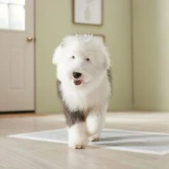 Frisco Giant Charcoal Dog Training & Potty Pads -Chewy 227462 PT6. AC SS1800 V1674665684