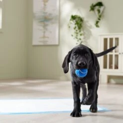 Frisco Premium Extra Large Printed Dog Training & Potty Pads -Chewy 227468 PT6. AC SS1800 V1674666681