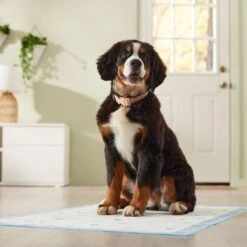Frisco Premium Giant Printed Dog Training & Potty Pads, 27.5 X 44-in, Unscented -Chewy 227472 PT6. AC SS1800 V1674663313