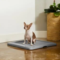 Frisco Training Pad Holder -Chewy 227474 PT6. AC SS1800 V1604701643