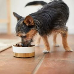 Frisco Melamine Dog & Cat Bowl With Bamboo Base -Chewy 232065 PT7. AC SS1800 V1692989518