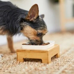 Frisco Square Melamine Dog & Cat Bowl With Bamboo Stand -Chewy 232072 PT8. AC SS1800 V1605746845