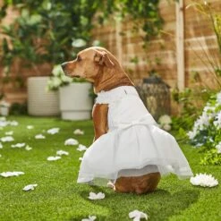 Frisco Formal Dog Wedding Dress -Chewy 248743 PT7. AC SS1800 V1614118361
