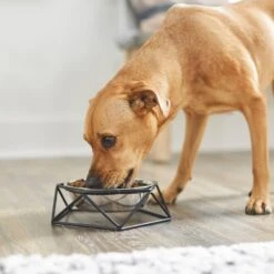 Frisco Elevated Stainless Steel Dog & Cat Bowl With Metal Stand 12 Frisco Elevated Stainless Steel Dog & Cat Bowl With Metal Stand -Chewy 253055 PT2. AC SS1800 V1616594231
