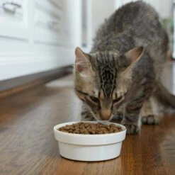 Frisco Gold Trim Melamine Dog & Cat Bowl -Chewy 253062 PT2. AC SS1800 V1616595766