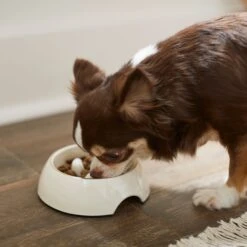 Frisco Melamine Slow Feed Dog & Cat Bowl With Gold Trim -Chewy 253066 PT2. AC SS1800 V1616597844
