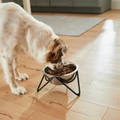 Frisco Triangle Iron Non-Skid Elevated Dog & Cat Bowl -Chewy 257155 PT5. AC SS1800 V1692987369