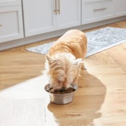 Frisco Flare Non-Skid Stainless Steel Dog & Cat Bowl -Chewy 257162 PT2. AC SS1800 V1692989463