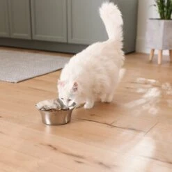 Frisco Flare Non-Skid Stainless Steel Dog & Cat Bowl -Chewy 257162 PT7. AC SS1800 V1615989167