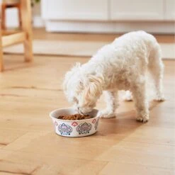 Frisco Bohemian Non-Skid Stainless Steel Dog & Cat Bowl -Chewy 257195 PT8. AC SS1800 V1615932115