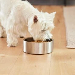 Frisco Insulated Non-Skid Flair Stainless Steel Dog & Cat Bowl -Chewy 261753 PT5. AC SS1800 V1623937469