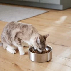 Frisco Insulated Non-Skid Flair Stainless Steel Dog & Cat Bowl -Chewy 261753 PT7. AC SS1800 V1623937560