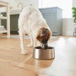 Frisco Insulated Non-Skid Stainless Steel Dog & Cat Bowl -Chewy 261757 PT8. AC SS1800 V1623937364
