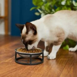 Frisco Elevated Stainless Steel Dish Cat Bowl, 1 Cup -Chewy 277517 PT3. AC SS1800 V1630347977