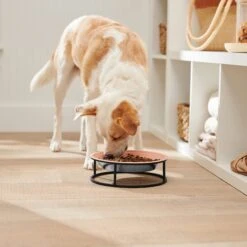 Frisco Elevated Non-skid Stainless Steel Dog & Cat Bowl -Chewy 277523 PT2. AC SS1800 V1630346993