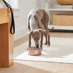 Frisco Paw Print Non-Skid Stainless Steel Dog & Cat Bowl -Chewy 277546 PT2. AC SS1800 V1630346697