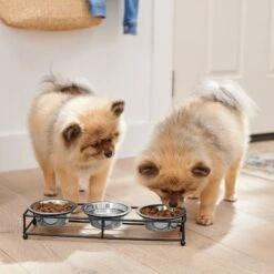 Frisco Multi Pet Feeding 3-Bowls Straight Stainless Steel Dog & Cat Bowl -Chewy 277568 PT2. AC SS1800 V1630346795