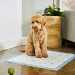 Frisco Fold & Carry Single Door Collapsible Wire Dog Crate & Frisco Premium Extra Large Printed Dog Training & Potty Pads -Chewy 303438 PT8. AC SS1800 V1623051743