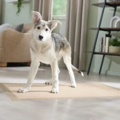 Frisco Giant Eco-Conscious Dog Training & Potty Pads -Chewy 309794 PT6. AC SS1800 V1674666971