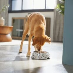 Frisco Terrazzo Design Stainless Steel Dog & Cat Bowl -Chewy 311957 PT2. AC SS1800 V1642535493
