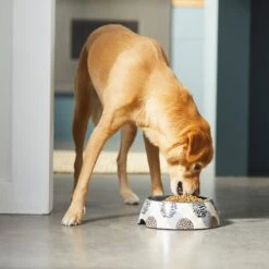 Frisco Animal Design Stainless Steel Dog & Cat Bowl -Chewy 311960 PT2. AC SS1800 V1642542990