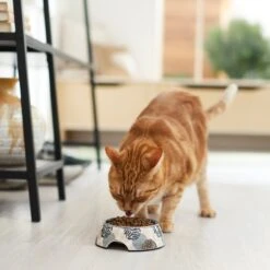 Frisco Animal Design Stainless Steel Dog & Cat Bowl -Chewy 311960 PT3. AC SS1800 V1642542415