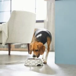 Frisco Moroccan Design Stainless Steel Dog & Cat Bowl -Chewy 311963 PT2. AC SS1800 V1642542922