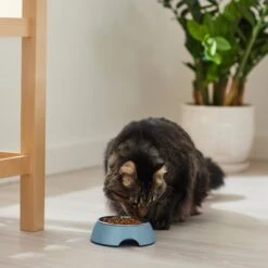 Frisco Coral Design Stainless Steel Dog & Cat Bowl -Chewy 311972 PT3. AC SS1800 V1642542435