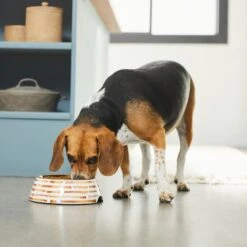 Frisco Copper Print Design Stainless Steel Dog & Cat Bowl -Chewy 311975 PT2. AC SS1800 V1642542895