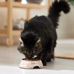 Frisco Copper Print Design Stainless Steel Dog & Cat Bowl -Chewy 311975 PT3. AC SS1800 V1642542357