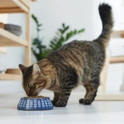 Frisco Leaf Design Stainless Steel Dog & Cat Bowl -Chewy 311980 PT3. AC SS1800 V1642542556