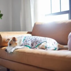 Frisco Rainbow Dog & Cat PJs -Chewy 312283 PT8. AC SS1800 V1644879887