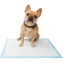 Frisco Training Pad Holder & Frisco Premium Dog Training & Potty Pads -Chewy 319526 PT8. AC SS1800 V1630628180
