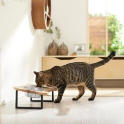 Frisco Premium Wood Elevated Bone Shape Stainless Steel Double Diner Dog & Cat Bowl, 3 Cup 11 Frisco Premium Wood Elevated Bone Shape Stainless Steel Double Diner Dog & Cat Bowl, 3 Cup -Chewy 331497 PT3. AC SS1800 V1657656892