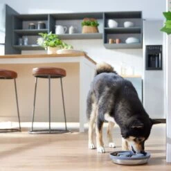 Frisco Silicone Stainless Paw Steel Slow Feeder Dog & Cat Bowl -Chewy 331528 PT2. AC SS1800 V1657656874