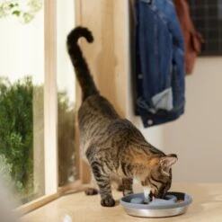 Frisco Silicone Stainless Paw Steel Slow Feeder Dog & Cat Bowl -Chewy 331528 PT3. AC SS1800 V1657656874