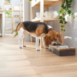 Frisco Premium Stainless Steel Double Diner Dog & Cat Bowl, Black -Chewy 331532 PT2. AC SS1800 V1657656874