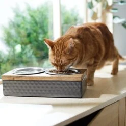Frisco Premium Stainless Steel Double Diner Dog & Cat Bowl, Black -Chewy 331532 PT3. AC SS1800 V1657656874