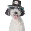 Frisco Day Of The Dead Dog & Cat Hat -Chewy 334497 MAIN. AC SS1800 V1658368685