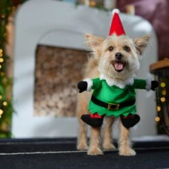 Frisco Front Walking Elf Dog & Cat Costume 18 Frisco Front Walking Elf Dog & Cat Costume -Chewy 357956 PT7. AC SS1800 V1661799329
