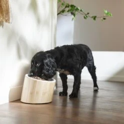 Frisco Elevated Slanted Bamboo Melamine Non-Skid Dog Bowl With Bamboo Stand -Chewy 363387 PT2. AC SS1800 V1657657267