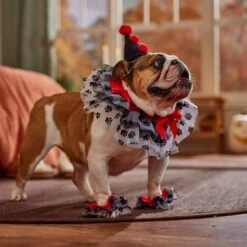 Frisco Clown Dog & Cat Costume Accessory -Chewy 706526 PT7. AC SS1800 V1689282556