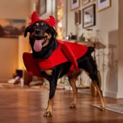 Frisco My Little Devil Dog & Cat Costume Accessory 16 Frisco My Little Devil Dog & Cat Costume Accessory -Chewy 706622 PT7. AC SS1800 V1689342200